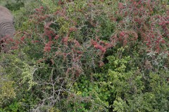 Gymnosporia polyacantha