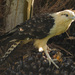 Yellow-headed Caracara - Photo (c) weisswolf, some rights reserved (CC BY-NC)