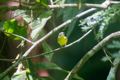 Ornithion semiflavum