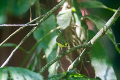 Ornithion semiflavum