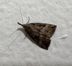 Hypena rostralis