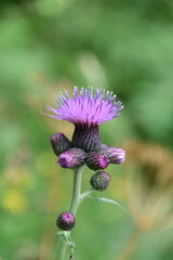 Cirsium rivulare