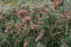 Gymnosporia polyacantha