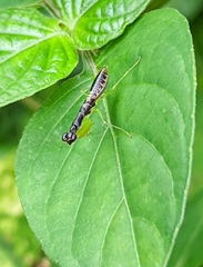 Odontomantis planiceps