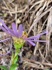 Aster amellus