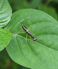 Odontomantis planiceps
