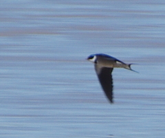 Hirundo albigularis