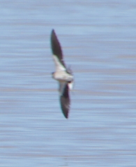 Hirundo albigularis