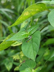 Odontomantis planiceps