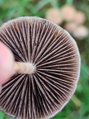 Protostropharia semiglobata