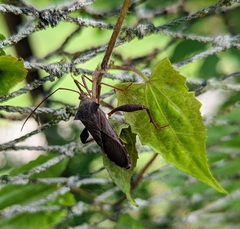 Mictis longicornis