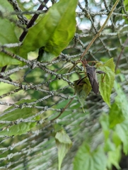 Mictis longicornis