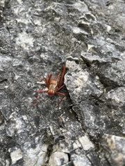 Barbitistes serricauda