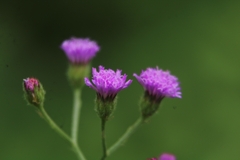 Cyanthillium cinereum