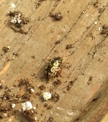 Calligrapha confluens