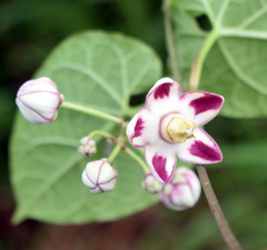 Cynanchum annularium