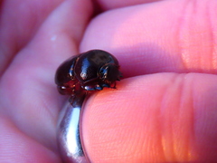 Temnorhynchus retusus