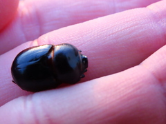 Temnorhynchus retusus