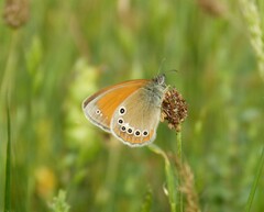 Coenonympha glycerion