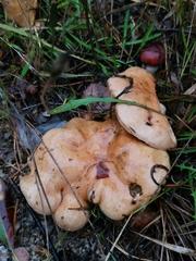 Suillus bovinus
