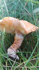 Cystoderma amianthinum amianthinum