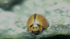 Micraspis discolor