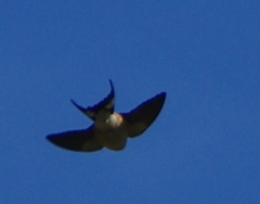 Cecropis cucullata