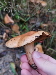Suillus bovinus