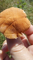 Cystoderma amianthinum amianthinum