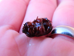 Temnorhynchus retusus