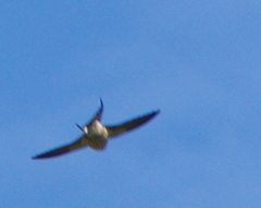 Cecropis cucullata