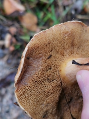 Suillus bovinus