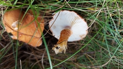Cystoderma amianthinum amianthinum