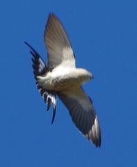 Cecropis cucullata