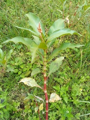 Persicaria senegalensis