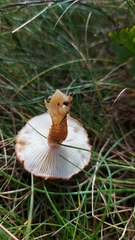 Cystoderma amianthinum amianthinum