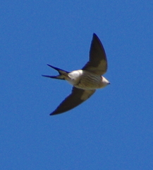 Cecropis cucullata