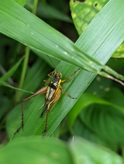 Nisitrus