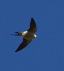 Cecropis cucullata