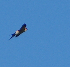 Cecropis cucullata