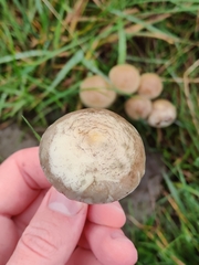 Protostropharia semiglobata