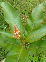 Persicaria senegalensis