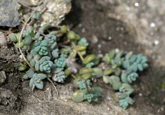 Sedum dasyphyllum