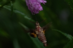 Macroglossum