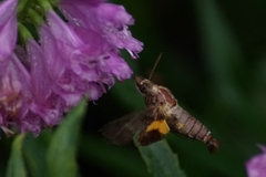 Macroglossum