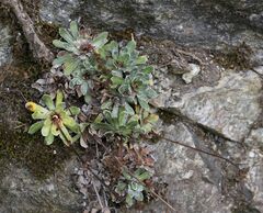 Saxifraga paniculata