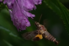 Macroglossum