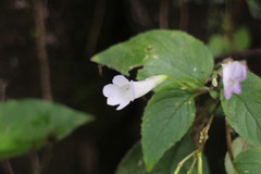 Henckelia anachoreta