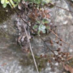 Saxifraga paniculata