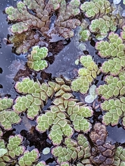 Azolla rubra